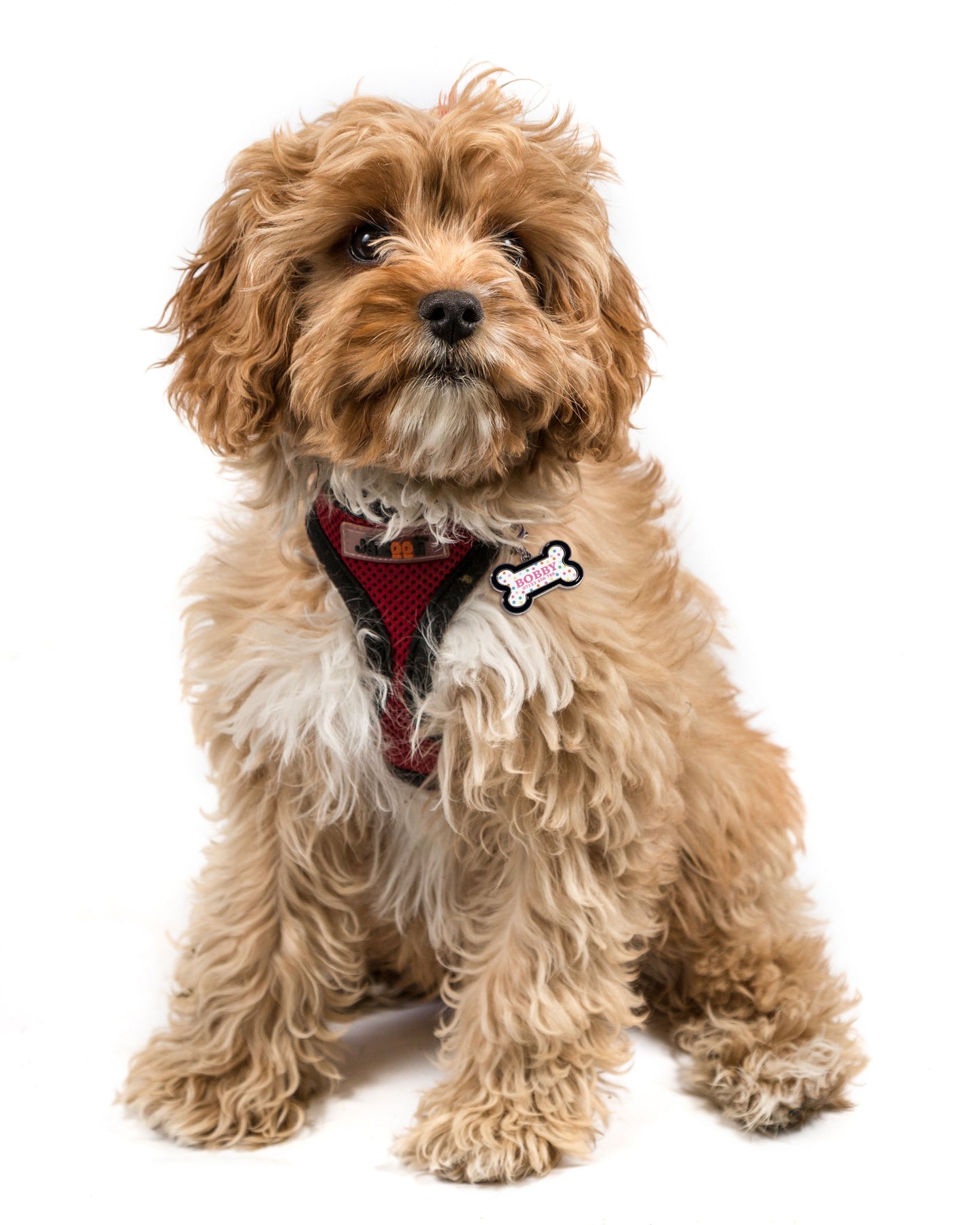 Personalised Dog Tag - Bone Shape. Gifts for dogs. Dog Bandana. Personalised pet gift.